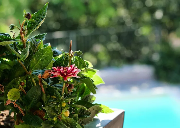 Viavai 4* Casalborgone